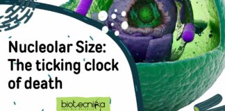 nucleolar-size-ticking-clock-death
