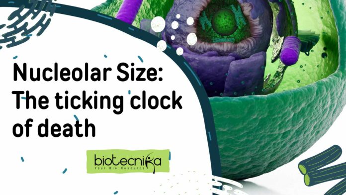 nucleolar-size-ticking-clock-death