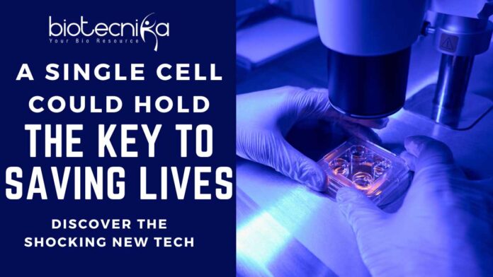 A Single Cell Could Hold The Key To Saving Lives 