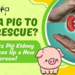 Peppa Pig to the Rescue? Man Gets Pig Kidney and Wakes Up a New Person! Man Get Pig Kidney - What Happened Next?