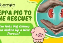Man Get Pig Kidney - What Happened Next?
