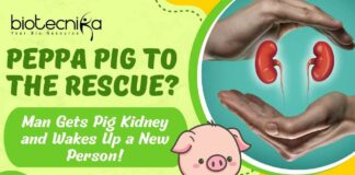Man Get Pig Kidney - What Happened Next?
