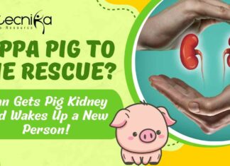 Peppa Pig to the Rescue? Man Gets Pig Kidney and Wakes Up a New Person! Man Get Pig Kidney - What Happened Next?