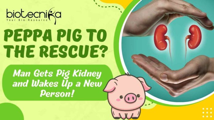 Man Get Pig Kidney - What Happened Next?