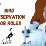 Bird Conservation Jobs at SACON | Apply Now for Exciting Roles