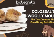 Colossal’s Woolly Mouse