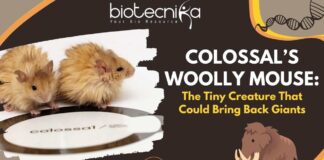 Colossal’s Woolly Mouse