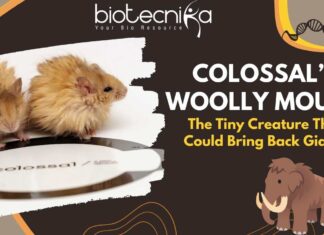 Colossal’s Woolly Mouse: The Tiny Creature That Could Bring Back Giants Colossal’s Woolly Mouse