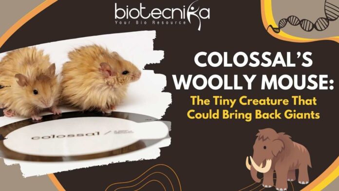 Colossal’s Woolly Mouse