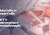 Skin Cells to Brain Cells: MIT’s Neuroscience Breakthrough! Skin Cells to Brain Cells