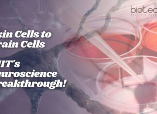 Skin Cells to Brain Cells: MIT’s Neuroscience Breakthrough! Skin Cells to Brain Cells