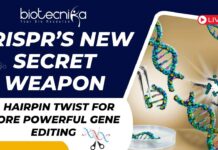 CRISPR’s New Secret Weapon A Hairpin Twist for More Powerful Gene Editing