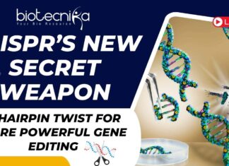 CRISPR’s New Secret Weapon A Hairpin Twist for More Powerful Gene Editing