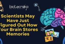 Memory Decoded