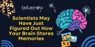 Memory Decoded
