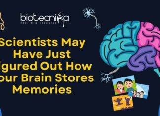 Memory Decoded