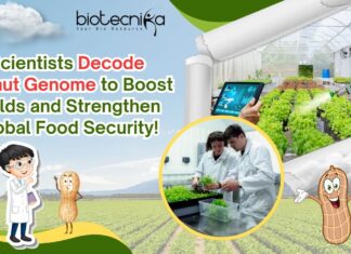 Scientists Decode Peanut Genome to Boost Yields and Strengthen Global Food Security