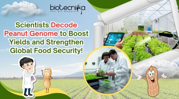 Scientists Decode Peanut Genome to Boost Yields and Strengthen Global Food Security