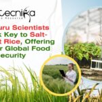 Bengaluru Scientists Develop Salt-Resistant Rice, Offering Hope for Global Food Security