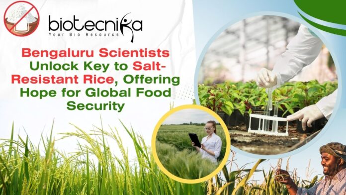 Bengaluru Scientists Develop Salt-Resistant Rice, Offering Hope for Global Food Security