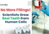 Scientists Grow Real Teeth from Human Cells - No More Fillings