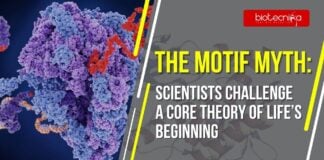 The Motif Myth Scientists Challenge a Core Theory of Life’s Beginning