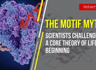 The Motif Myth Scientists Challenge a Core Theory of Life’s Beginning