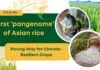 The First ‘Pangenome’ of Asian Rice by Chinese Researchers; Paving Way for Climate-Resilient Crops