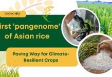 The First ‘Pangenome’ of Asian Rice by Chinese Researchers; Paving Way for Climate-Resilient Crops