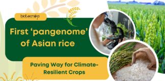 The First ‘Pangenome’ of Asian Rice by Chinese Researchers; Paving Way for Climate-Resilient Crops