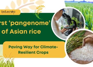 The First ‘Pangenome’ of Asian Rice by Chinese Researchers; Paving Way for Climate-Resilient Crops