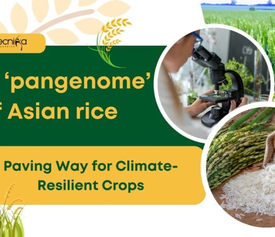 The First ‘Pangenome’ of Asian Rice by Chinese Researchers; Paving Way for Climate-Resilient Crops