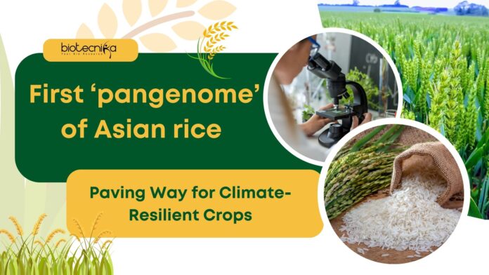 The First ‘Pangenome’ of Asian Rice by Chinese Researchers; Paving Way for Climate-Resilient Crops