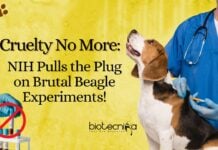 NIH Beagle Testing Ban - No More Cruelty