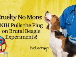 NIH Beagle Testing Ban - No More Cruelty