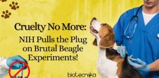 NIH Beagle Testing Ban - No More Cruelty