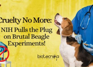 NIH Beagle Testing Ban - No More Cruelty