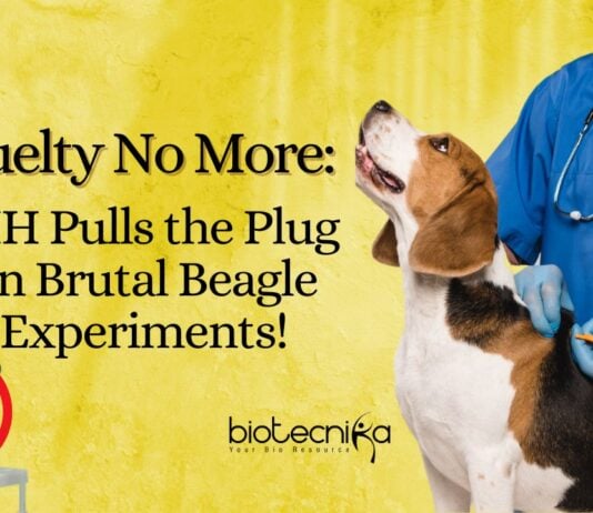 NIH Beagle Testing Ban - No More Cruelty