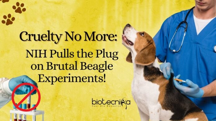 NIH Beagle Testing Ban - No More Cruelty