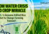 India’s Genome-Edited Rice Set to Change Farming Forever!
