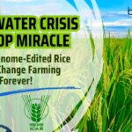 India’s Genome-Edited Rice Set to Change Farming Forever!