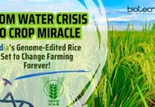 India’s Genome-Edited Rice Set to Change Farming Forever!