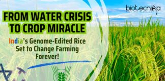 India’s Genome-Edited Rice Set to Change Farming Forever!