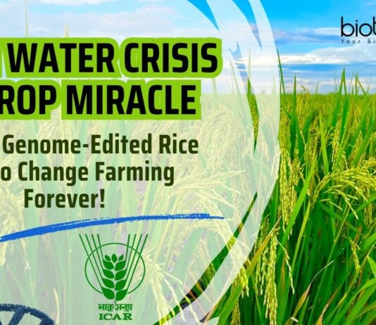 India’s Genome-Edited Rice Set to Change Farming Forever!
