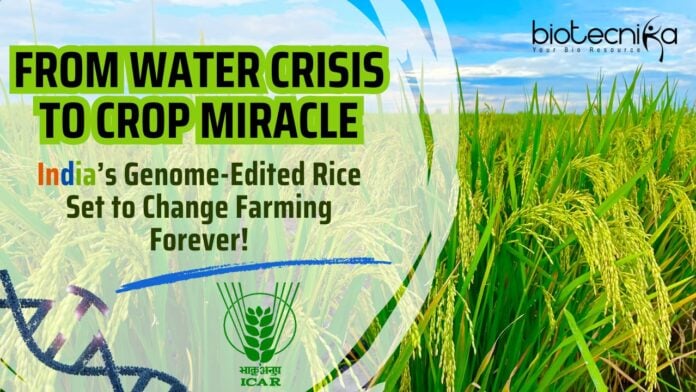 India’s Genome-Edited Rice Set to Change Farming Forever!