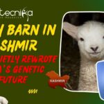 India's First Gene-Edited Sheep