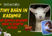 India's First Gene-Edited Sheep