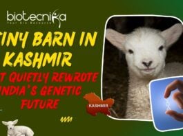 India's First Gene-Edited Sheep