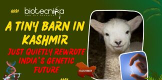 India's First Gene-Edited Sheep