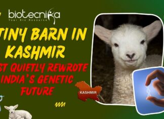 India's First Gene-Edited Sheep